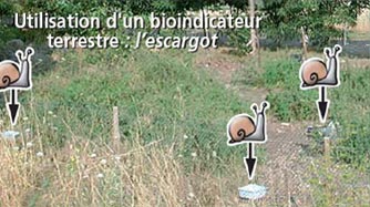 Utilisation d'un bio-indicateur